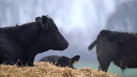 Black-Angus-cattle-grazing-on-straw-feed-in-cold-winter,-agricultural-farming