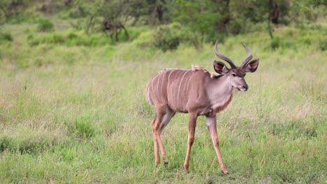 Wide-shot-of-a-sub-adult-kudu-bull-standing-alert-before-walking-out-the-frame,-Kruger-National-Park