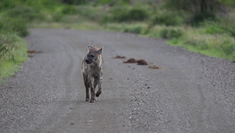Wide-shot-of-a-spotted-hyena-walking-down-a-dirt-road-towards-the-camera-and-freezing-shortly-when-closer-to-look-into-the-camera-before-walking-out-the-frame,-Kruger-National-Park