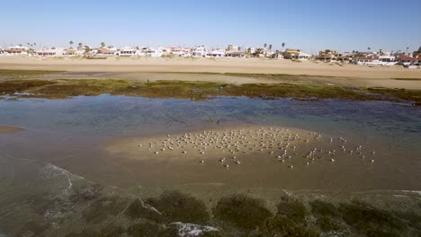 Aerial-a-flock-of-seagulls-flocked-to-an-exposed-sand-bar-at-low-tide,-Rocky-Point,-Puerto-Peñasco,-Gulf-of-California,-Mexico