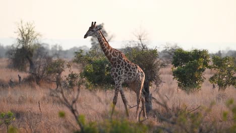 Una-Toma-Panorámica-De-Una-Jirafa-Macho-Caminando-Por-La-Pradera-Seca-En-Luz-Dorada,-Parque-Nacional-Kruger