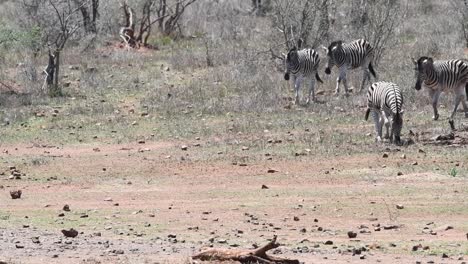 Wide-shot-of-a-herd-of-Burchell's-zebras-walking-into-the-frame,-Kruger-National-Park