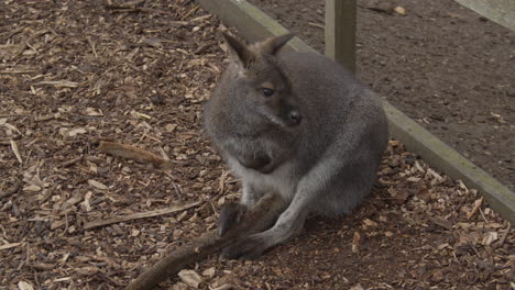 Bennet's-Wallaby-sitting-on-path-in-petting-zoo