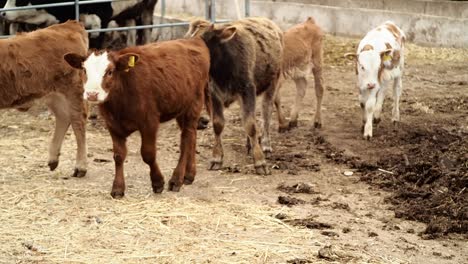 Calves-Walking-in-Animal-Farm