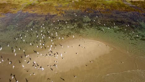 Aerial,-high-angle,-of-a-large-flock-of-seagulls-taking-off-from-a-low-tide-sand-bar,-Rocky-Point,-Puerto-Peñasco,-Gulf-of-California,-Mexico