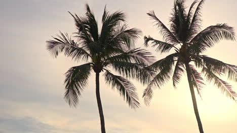 Two-palm-trees-silhouetted-against-a-setting-tropical-sun