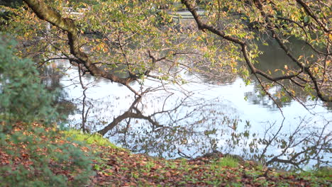 Tree-Foliage-Reflections-Through-Calm-Lake-In-Shinjuku-Gyoen-National-Garden-During-Fall-Season-In-Tokyo,-Japan