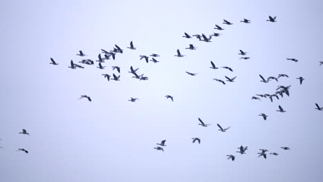 Flock-of-greylag-geese-flying-in-formation-on-cloudy-overcast-day