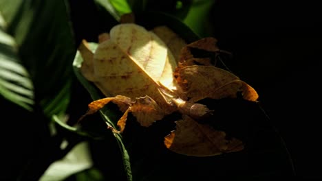 Javanesisches-Blattinsekt,-Phyllium-Pulchrifolium,-Weibliche-Gelbe-Form,-4k-Aufnahmen
