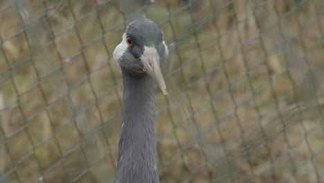 close-Portrait-of-white-naped-crane--in-bird-cage