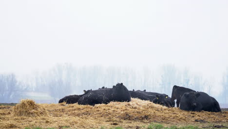 Black-Angus-cattle-herd-sitting-and-grazing-on-straw-in-cold-winter