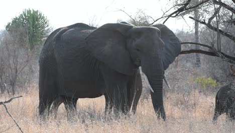 Wide-shot-of-a-female-elephant-feeding-with-a-young-elephant-walking-past-in-the-background-in-Kruger-National-Park