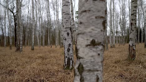birch-trunk-in-grove-with-long-yellow-grass-on-a-cloudy-day,-truck-right,-focused-on-background