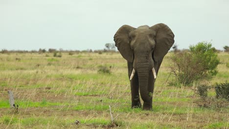 Wide-shot-of-an-elephant-bull-walking-towards-the-camera-over-the-green-plains-in-Kruger-National-Park