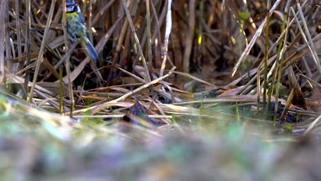 Blue-tits-bathing-in-water-through-reeds,-macro-closeup