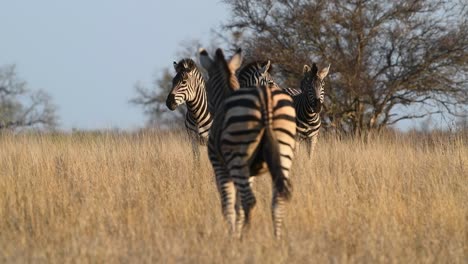 Wide-shot-of-a-Burchell's-zebra-walking-back-to-the-rest-of-the-herd-standing-in-the-distance,-Kruger-National-Park