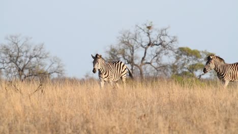 Wide-shot-of-three-Plains-zebras-walking-through-the-dry-yellow-grassland-in-Kruger-National-Park
