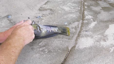 A-close-up-shot-of-a-man-scaling-a-fish-on-the-rocks