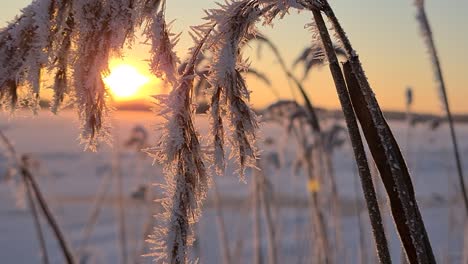 Ice-crystals-on-beautiful-frozen-sea-reed-at-golden-morning-sunrise,-close-macro