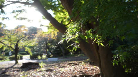 Leaves-Of-Japanese-Maple-Tree-Swaying-In-Summer-Breeze-In-Shinjuku-Gyoen-National-Garden-In-Tokyo,-Japan