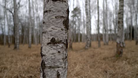 birch-trunk-in-grove-with-long-yellow-grass-on-the-ground-on-a-cloudy-day,-truck-right
