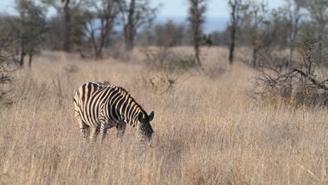 Wide-shot-of-one-Burchell's-zebra-looking-up-whilst-feeding-in-Kruger-National-Park