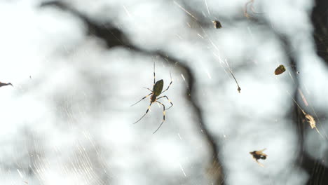 Joro-Golden-orb-web-spider-quietly-waiting-in-it's-web-trap---Close-up