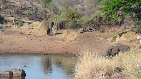 Wide-shot-of-one-elephant-approaching-the-waterhole-with-the-rest-of-the-herd-feeding-in-the-background,-Kruger-National-Park