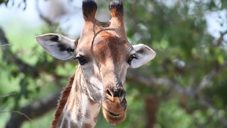 Close-up-of-a-male-giraffe's-head-looking-into-the-camera-while-chewing,-Kruger-National-Park