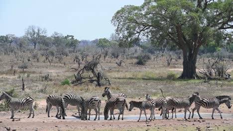Wide-shot-of-a-herd-of-Burchell's-zebra-drinking-at-a-waterhole-in-Kruger-National-Park