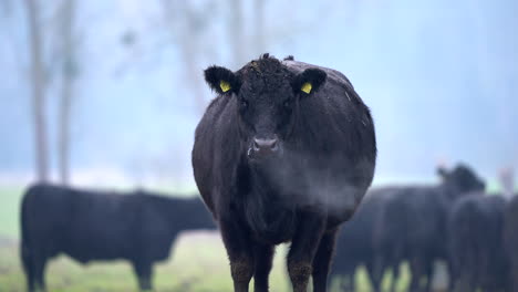 Black-German-Angus-cow-herd-grazing-on-pasture-grassland-in-cold-winter