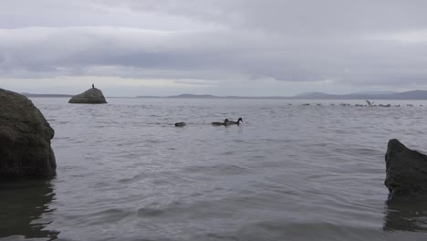 Mallard-ducks-swimming-along-the-icy-ocean-shoreline-during-winter-in-Canada-feasting-on-algae