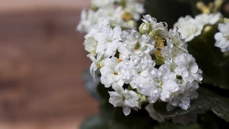 Beautiful-White-Kalanchoe-Flower-With-Water-Drops
