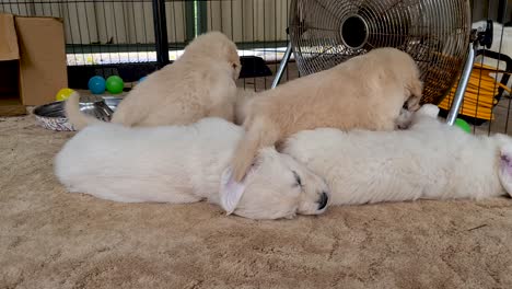 Golden-Retriever-Pups-Trying-To-Find-Space-Amongst-Litter-To-Lay-Down-Near-Floor-Fan