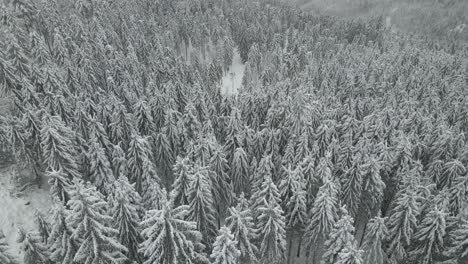 Aerial-view-of-snow-covered-pine-trees-in-backcountry