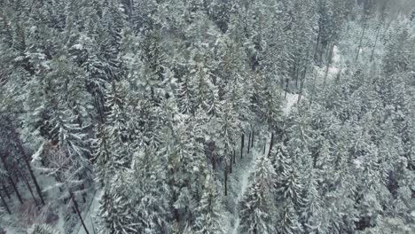 4K-UHD-aerial-drone-flight-clip-moving-along-snowy-tree-tops-in-a-white-forest-in-winter-in-Bavaria,-Germany