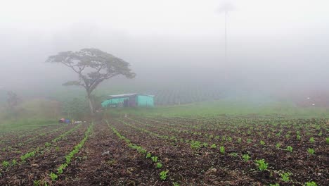 Wide-shot-of-a-pea-crop-with-a-small-house-on-a-foggy-day
