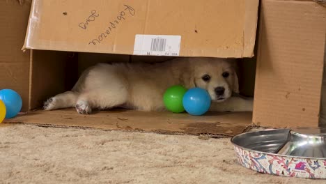 Cachorro-Golden-Retriever-Tendido-Dentro-De-Una-Caja-De-Cartón