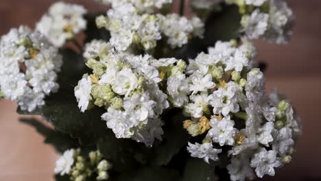 Spraying-Water-Mist-On-Blossoming-White-Flowers-Of-Kalanchoe-Calandiva---close-up