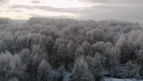 Sunrise-in-winter-forest,-trees-in-frost,-beautiful-scenery,-aerial-view