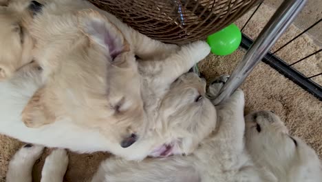 Golden-Retriever-Puppies-Sitting-Close-To-Floor-Fan-Indoors