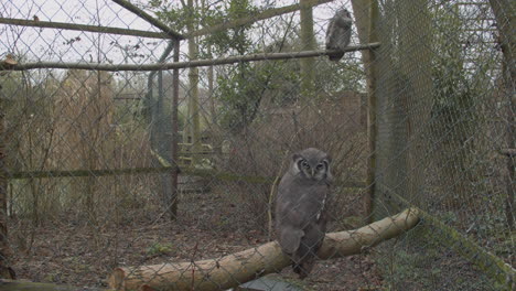Large-owls-sitting-in-bird-cage-in-zoo