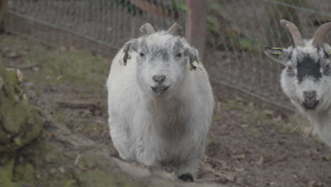White-goat-looking-at-camera-in-petting-zoo
