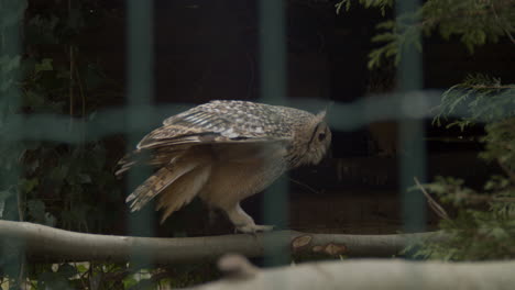 Indian-eagle-owl-walking-on-branch-in-large-bird-cage