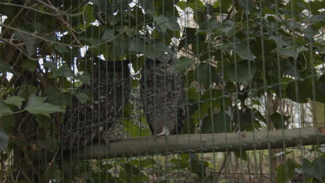 Two-spotted-eagle-owls-looking-at-camera-from-bird-cage---wide-shot