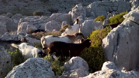 Goats-eating-bush-in-rocky-mountain-landscape-of-Grazalema,-Spain