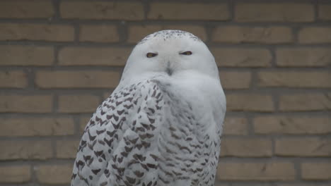 Portrait-of-snowy-owl-turning-it's-head-towards-camera-and-turning-back