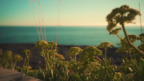 Ocean-shoreline-cliff-rock-out-of-focus-with-vegetation-and-oak-straw-closeup-at-sunset-with-blue-sky-4K