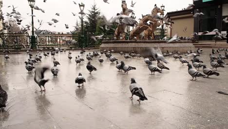 Lots-of-Scared-Pigeons-Fly-Away