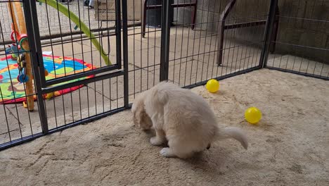Golden-Retriever-Puppy-Defecating-On-Carpet-Indoors-Inside-Dog-Cage